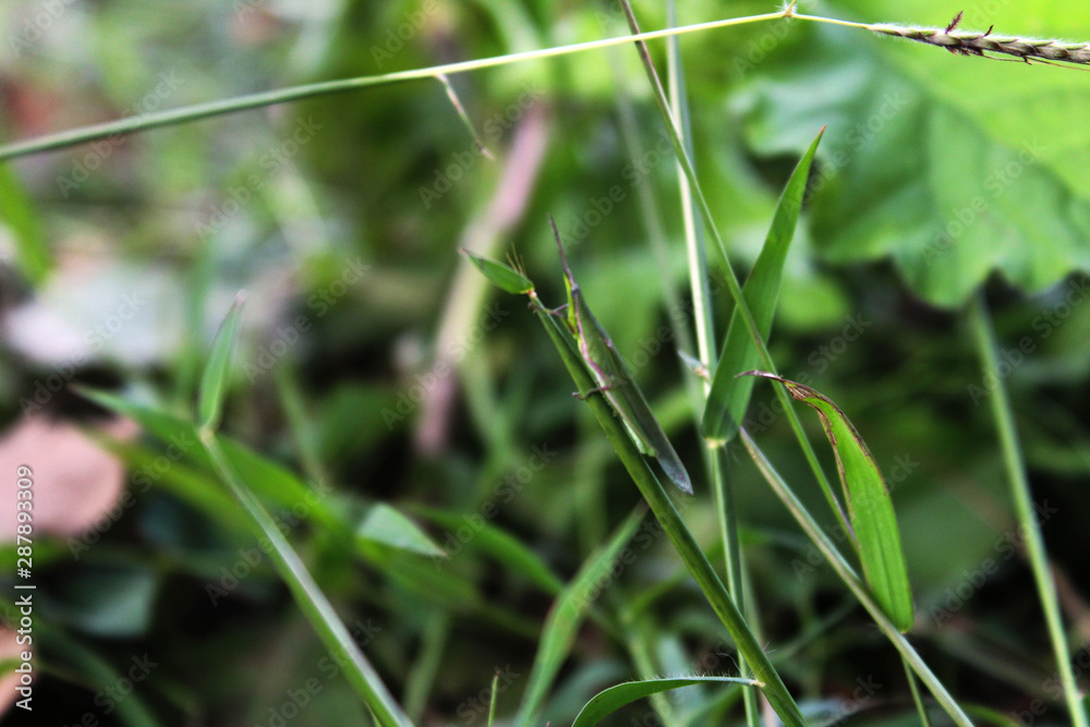 green grass with dew drops green grass with dew drops