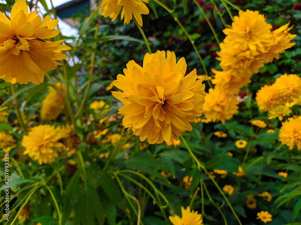 Delicate yellow flowers with green leaves Delicate yellow flowers with green leaves