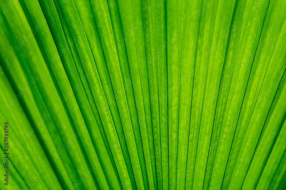green background leaves with pattern and space for text green background leaves with pattern and space for text