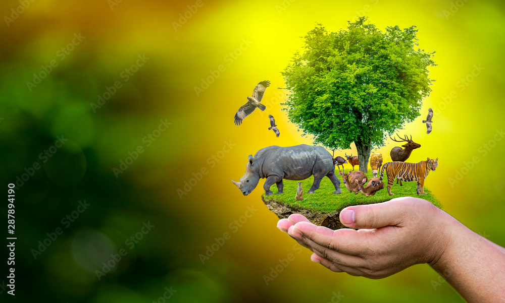 Wildlife Conservation Day Wild animals to the home. Or wildlife