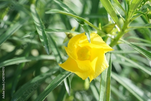 yellow cascabela thevetia flower in nature garden photo