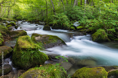 Refreshing Oirase mountain stream in autumn