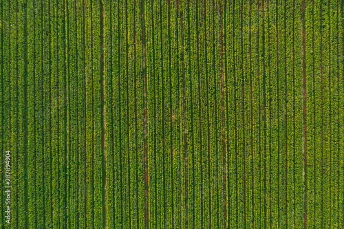 Billede på lærred aerial view of corn tree fields forest