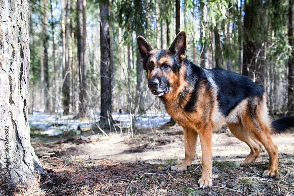 Dog German Shepherd in the forest in an early spring Dog German Shepherd in the forest in an early spring