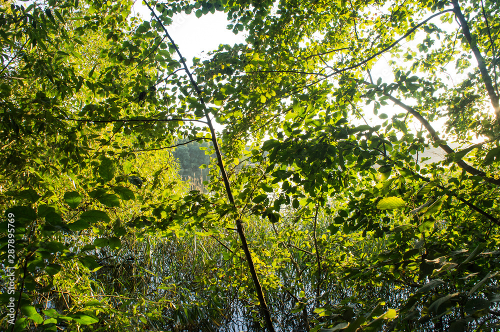 Texture and background of green summer leaves on nature. Texture and background of green summer leaves on nature.