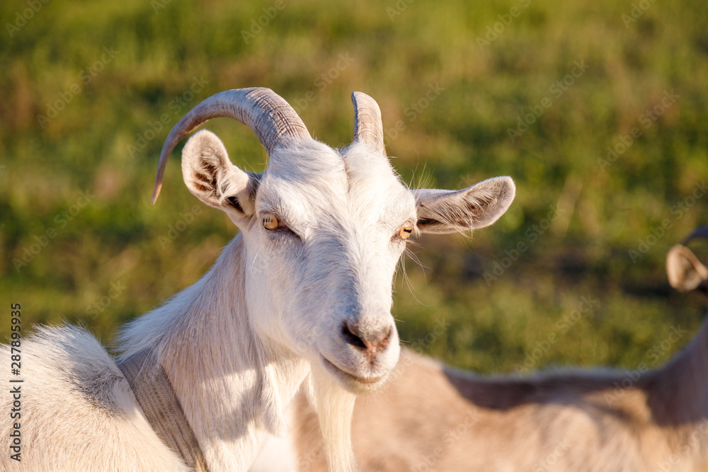 portrait of a white goat on the field portrait of a white goat on the field