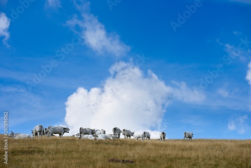 White mountin cows grazing on a hill