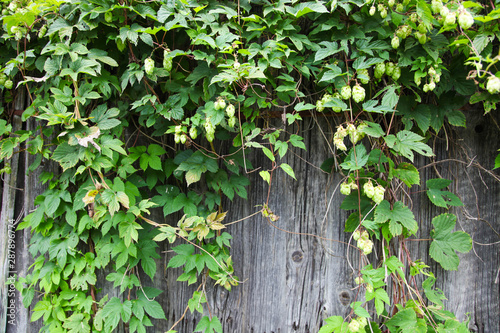 Hop branches on the fence
