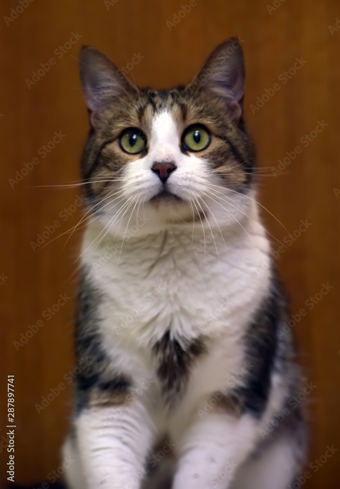 brown and white  cat