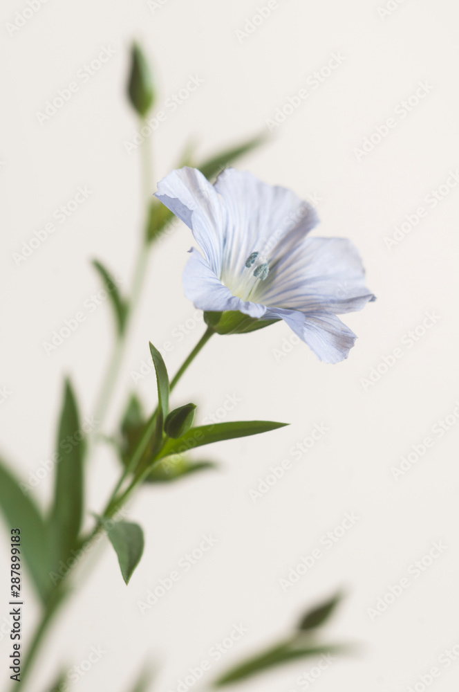 Fototapeta premium Flax (Linum usitatissimum) flowers