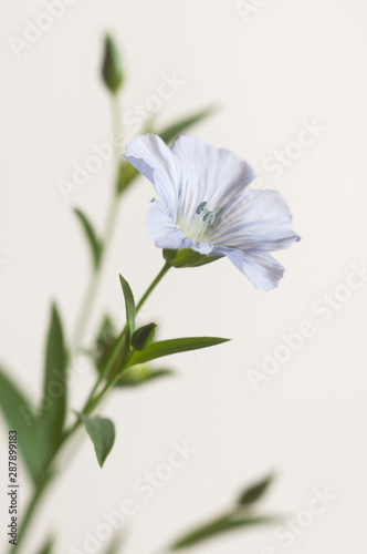 Flax  Linum usitatissimum  flowers