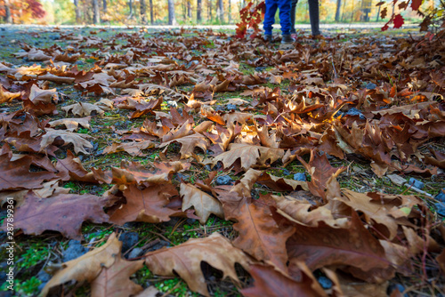 Spacer po jesiennych liściach w lesie