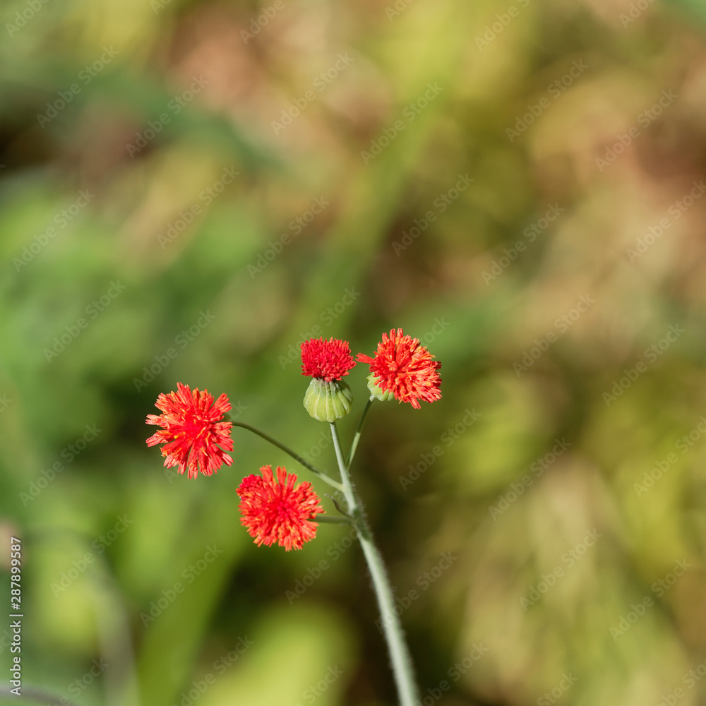 Petits chardons rouges écarlates et akènes de cucolies sur de hautes tiges (Emilia coccinea) Petits chardons rouges écarlates et akènes de cucolies sur de hautes tiges (Emilia coccinea)