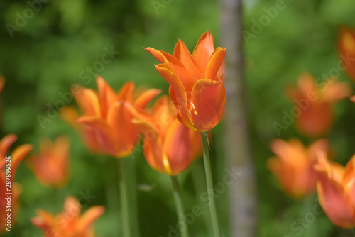 Orange tulips on a lawn