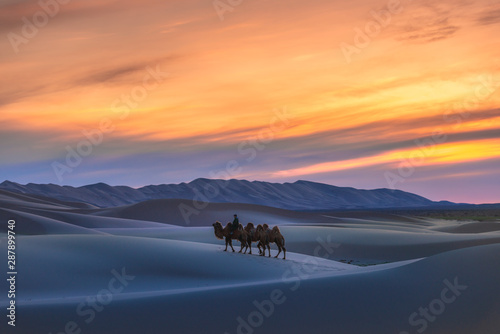 Gobi desert, may 2019, Mongolia : Camel going through the sand dunes on sunrise, Gobi desert Mongolia.