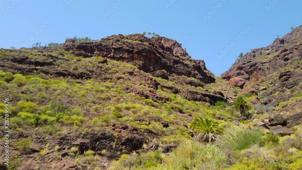 Moving Shot of Gran Canaria Valley with Trees and Grass in Surroundings Moving Shot of Gran Canaria Valley with Trees and Grass in Surroundings