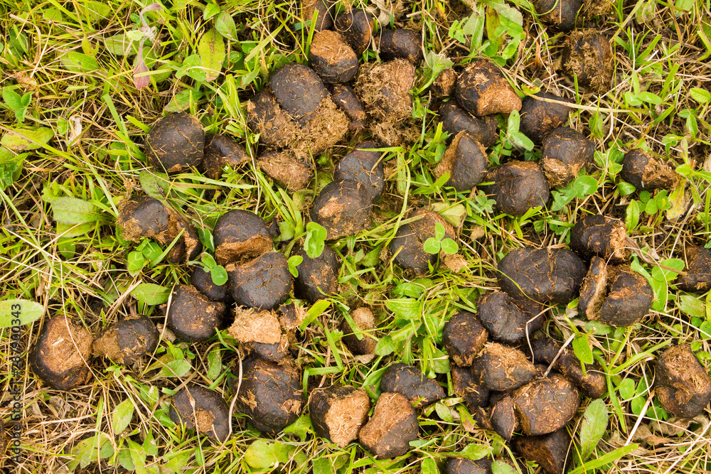 Naklejka premium orín de caballo