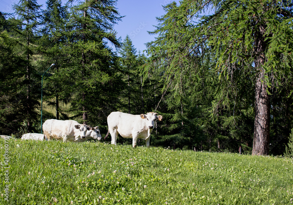 Obraz premium White Cows in mountain Pragelato