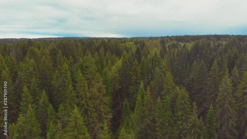 flight over spruce with cones in September flight over spruce with cones in September