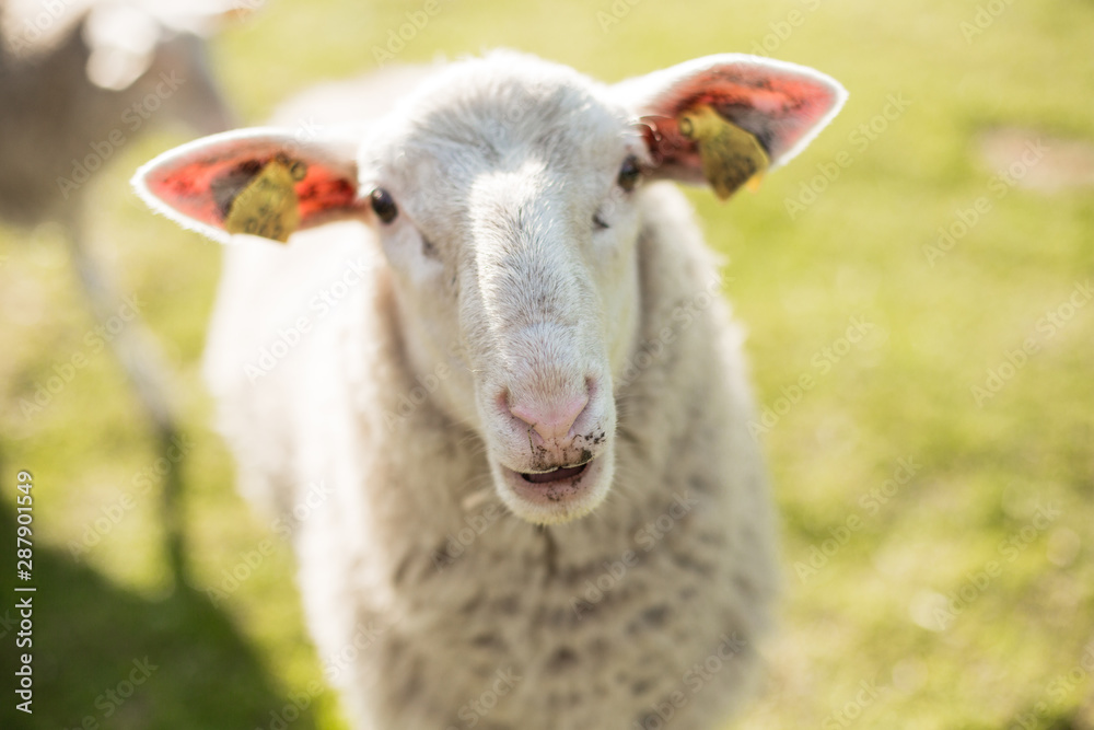 Fototapeta premium Sheep and lambs in sunny day on the beautiful green meadow