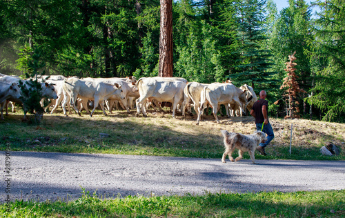 Cows with dogs and shepherds in mountain, Italy photo