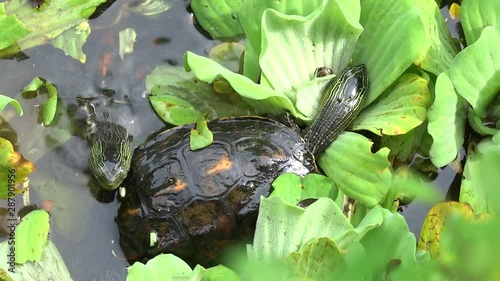 A turtle is struggling to climb over a lemna minor in the water. Turtles are diapsids of the order Testudines by a special bony or cartilaginous shell developed from ribs and acting as a shield. photo