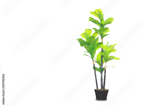 Big dracaena palm in a pot isolated over white