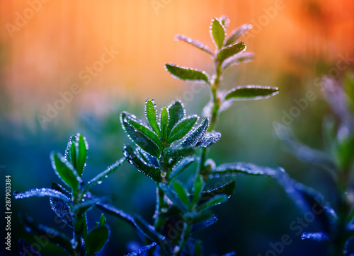 beautiful natural background with grass covered with shiny drops of fresh dew...
