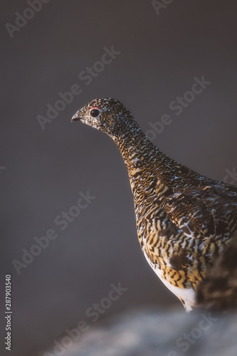 arctic ptarmigan 