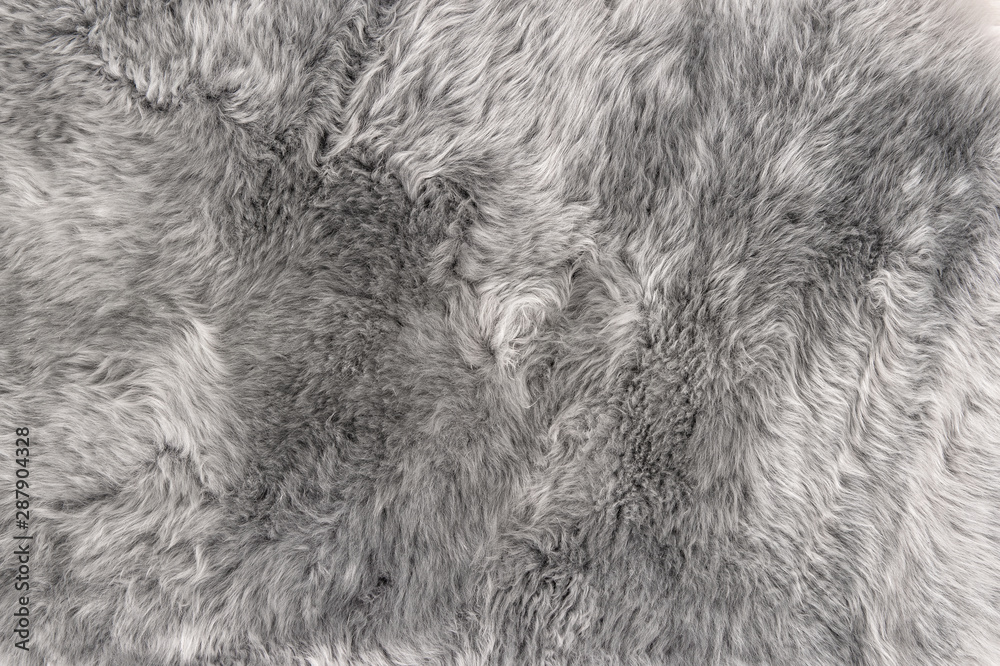 Obraz Sheep fur Natural grey sheepskin rug background texture