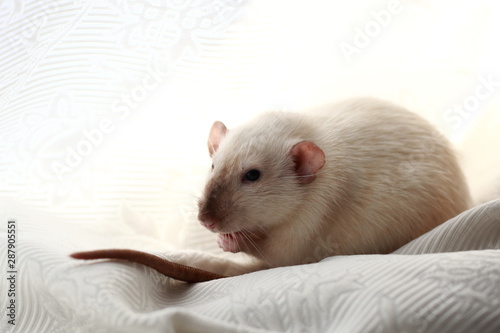 white seamese rat dumbo sits light background