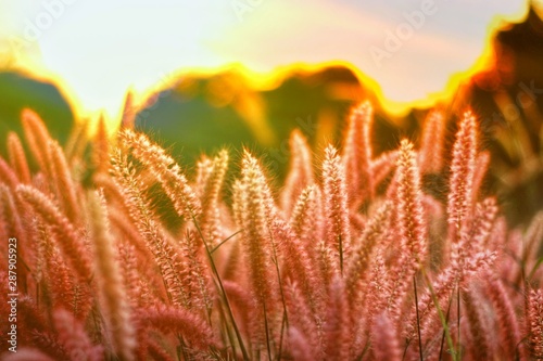 wheat in sunset