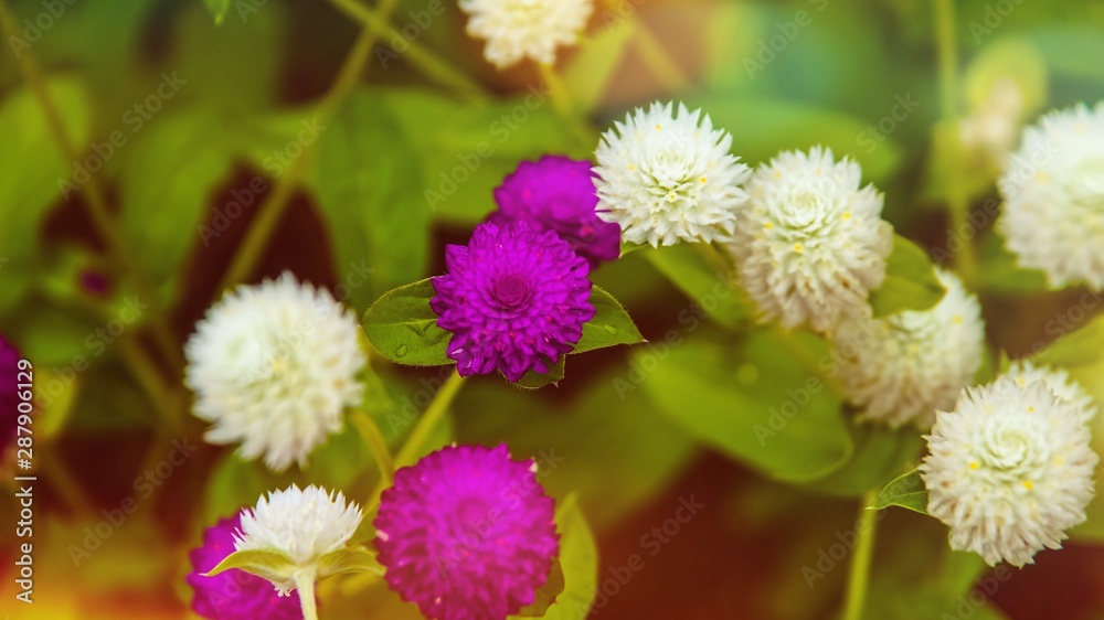 Purple and white flowers with green leaves as background.(image contain certain grain or noise and soft focus when view at full resolution). Selected focus. Close up. Purple and white flowers with green leaves as background.(image contain certain grain or noise and soft focus when view at full resolution). Selected focus. Close up.