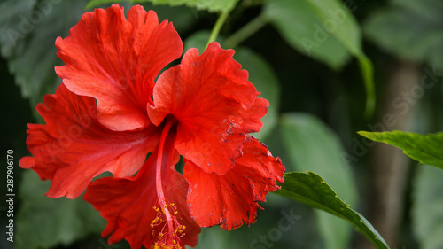 Close up beautiful red hibiscus © RikaChaniago