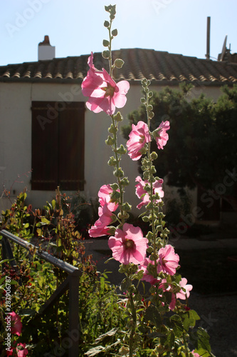 Roses Trémières photo