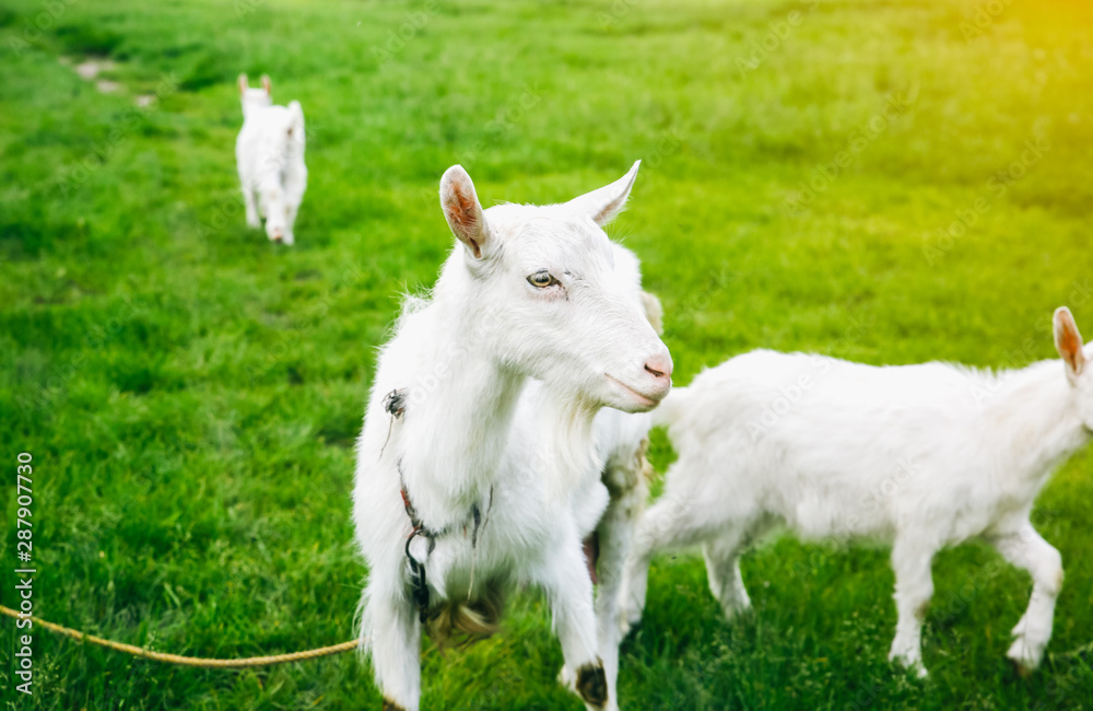 White goat with its babies on the grass. Domestic animals in the nature. White goat with its babies on the grass. Domestic animals in the nature.