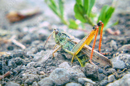 Locusts on the ground. Macro, close-up. Locust invasion. Selective focus