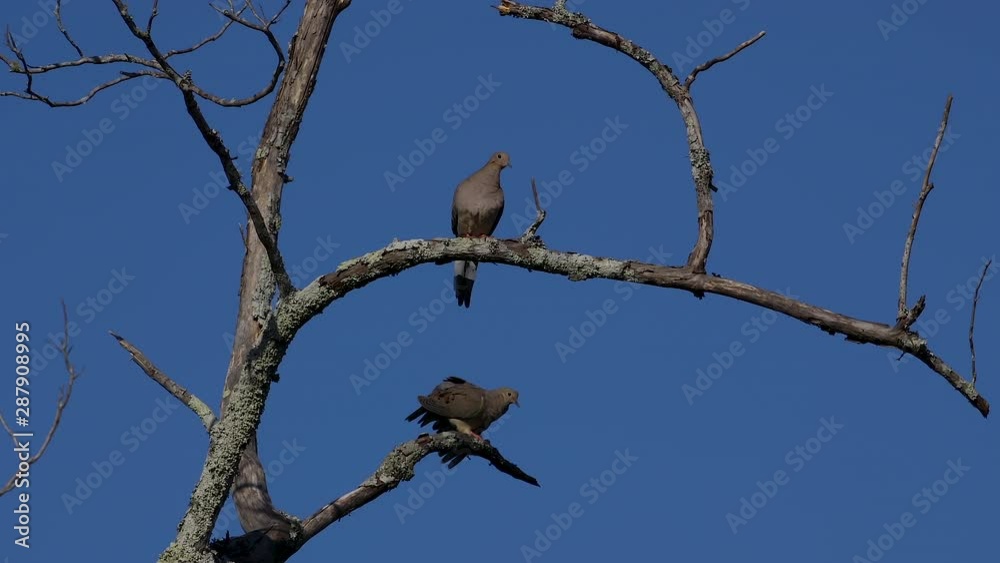 2 grey mourning doves on dead tree branches. 25 sec/24 fps. 40% original speed. Clip 1. 2 grey mourning doves on dead tree branches. 25 sec/24 fps. 40% original speed. Clip 1.