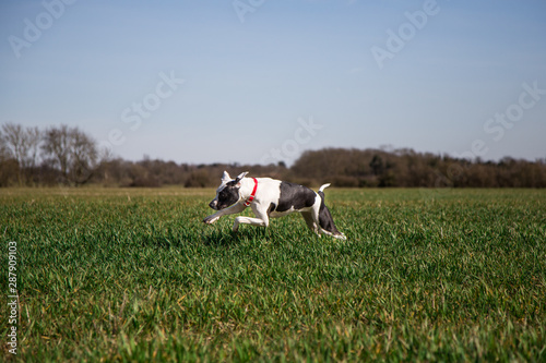Fototapeta Naklejka Na Ścianę i Meble -  Dog walk in the fields