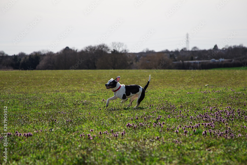 Dog walk in the fields