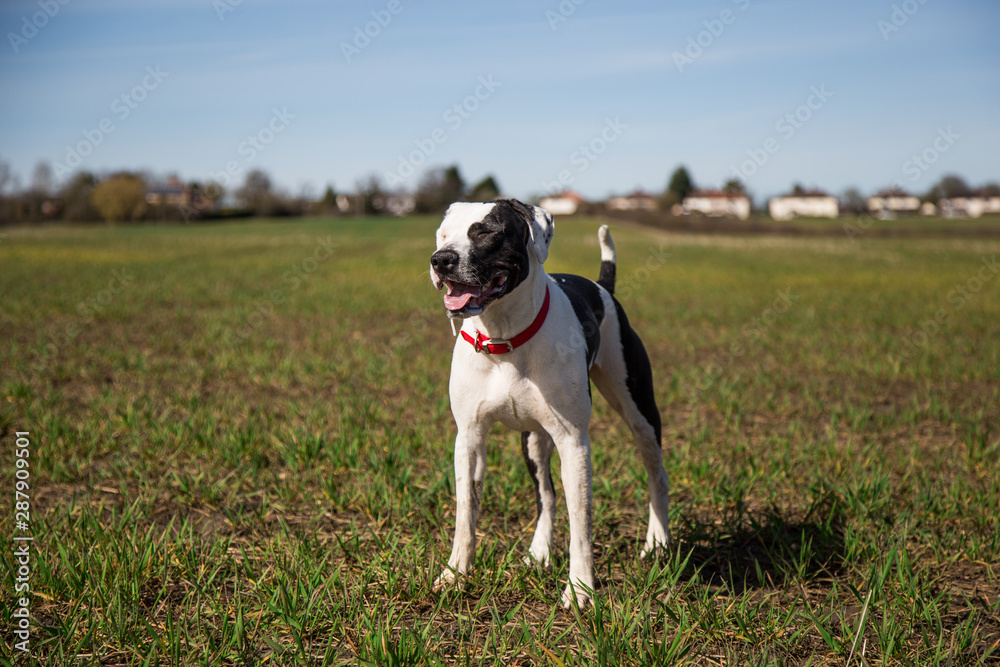 Dog walk in the fields