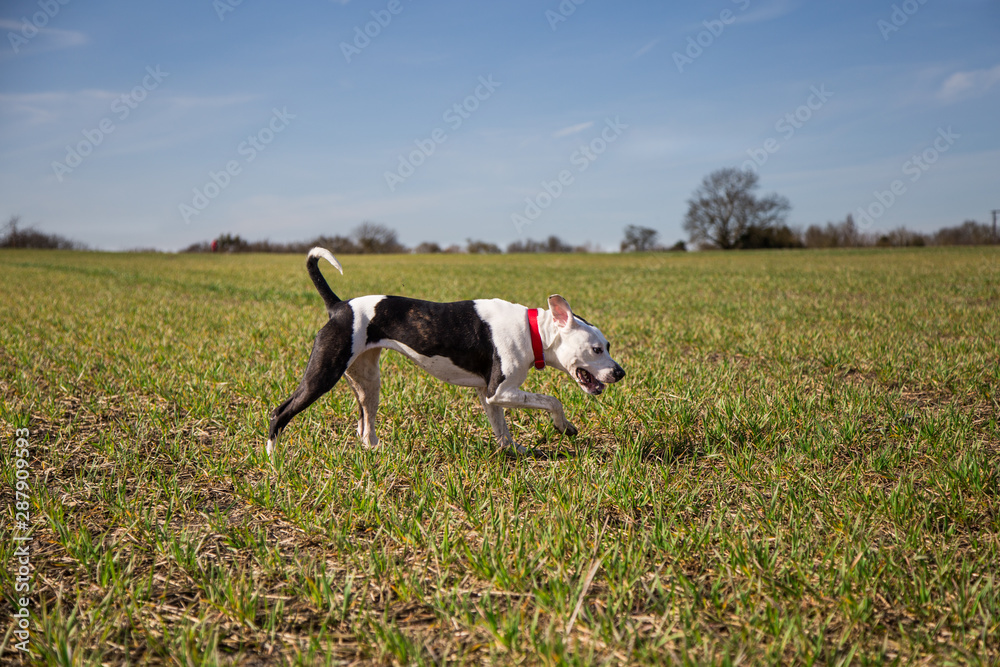 Dog walk in the fields Dog walk in the fields
