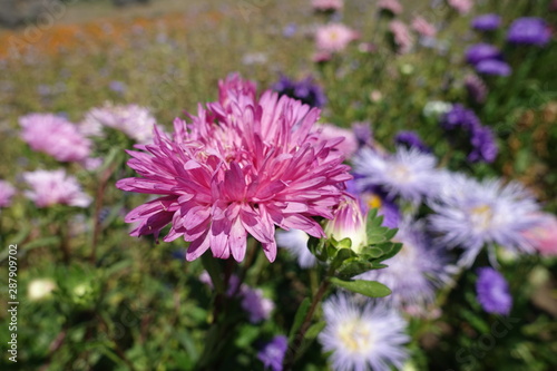 Closeup of pink flower head of China aster