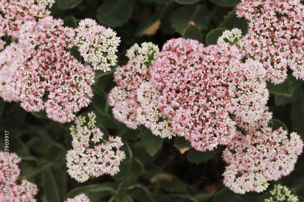 beautiful pink stonecrop flowers in the park beautiful pink stonecrop flowers in the park