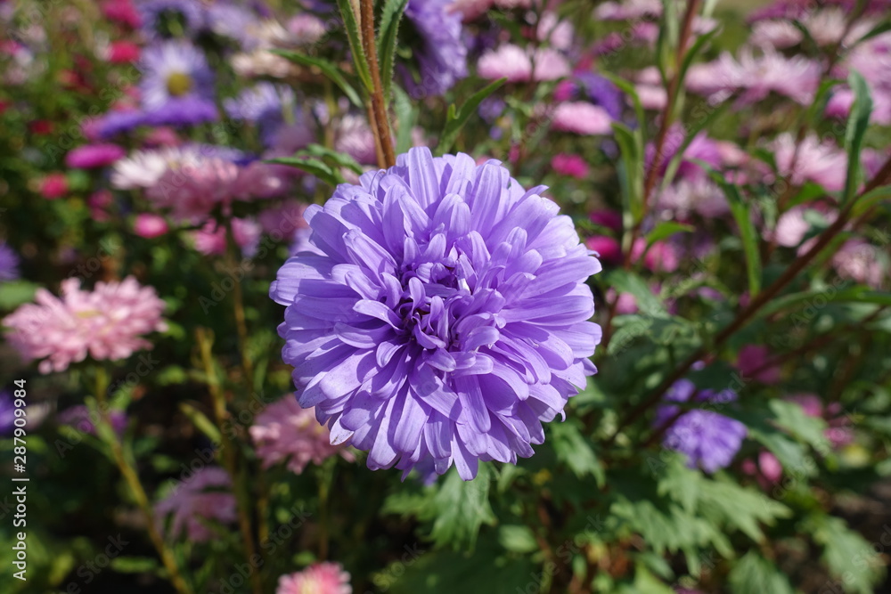 Violet flower head of China aster in September Violet flower head of China aster in September