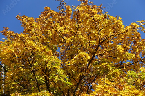 Crown of maple with colorful autumnal foliage against blue sky in October