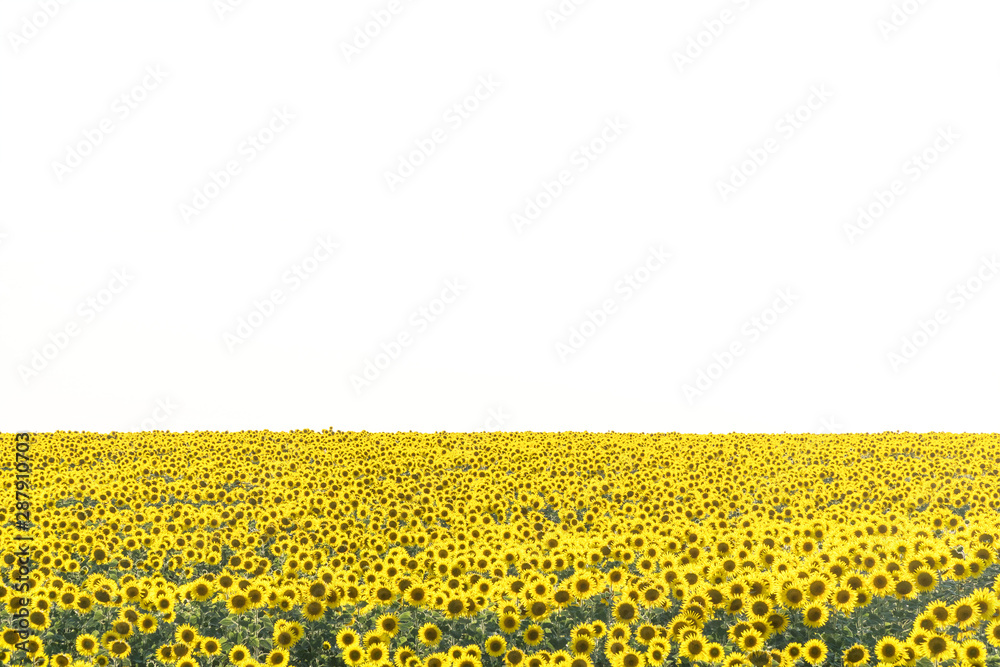 Obraz premium Yellow field of flowers of sunflowers against a light, almost white sky