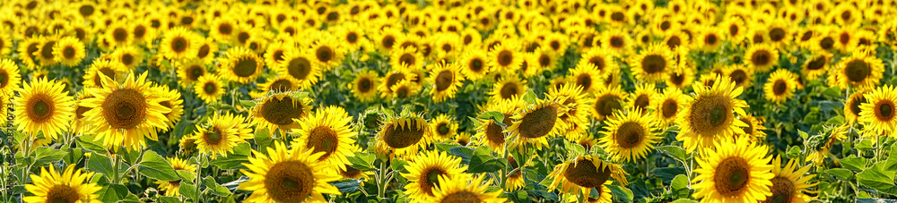 Panorama Yellow flowers of sunflowers on the field Panorama Yellow flowers of sunflowers on the field