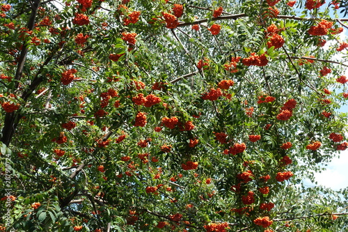 Leafage and orange berries of Sorbus aucuparia tree
