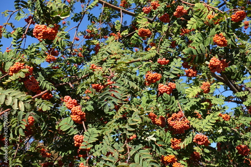 Mountain ash with orange berries in October